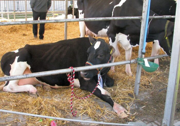 dir, samorząd rolniczy, ubezpieczenie zwierząt, ubój z konieczności