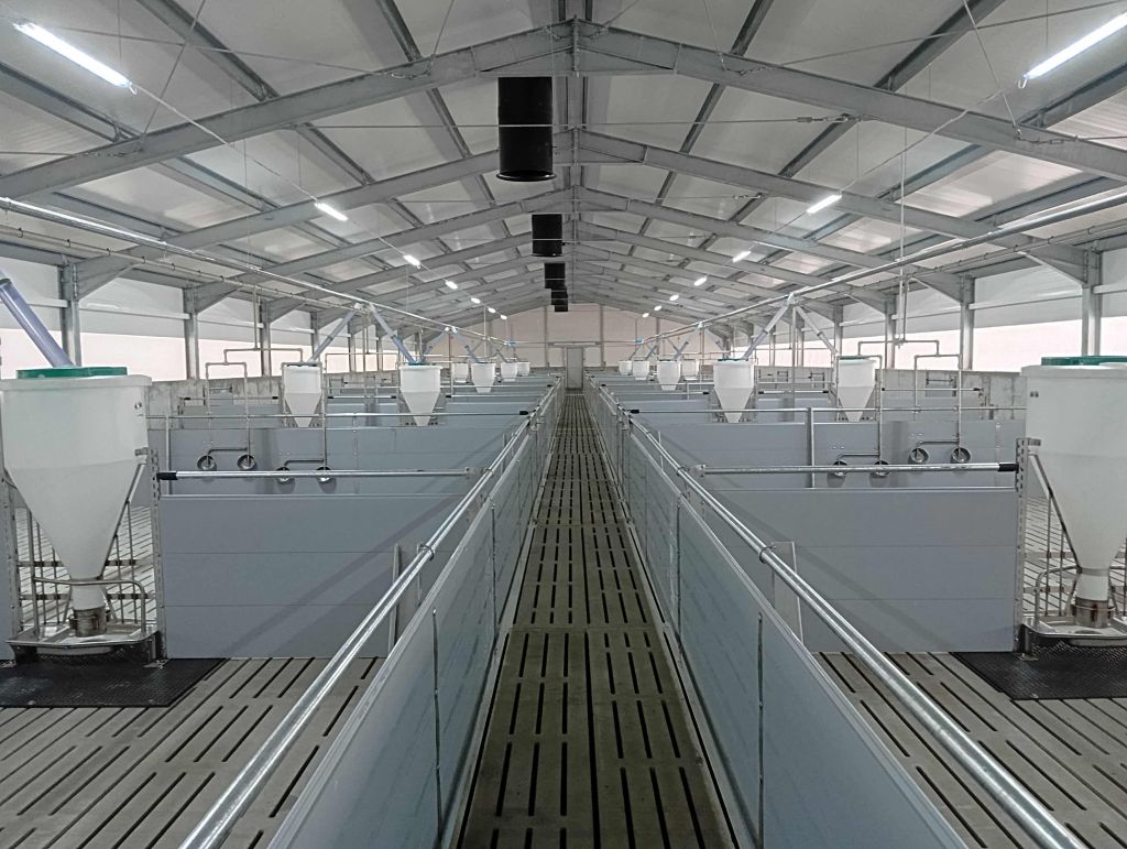 Gobarto, tucz kontraktowy, tuczniki, hodowcy świń, producenci tuczników, opłacalność produkcji, Gobarto 500