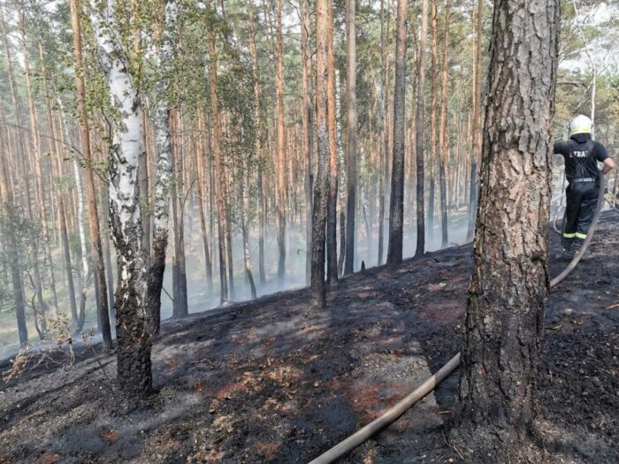 instytut leśnictwa, pożary, las, ściółka, susza