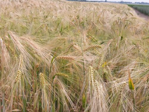 zakaz wprowadzenia do obrotu, jęczmień, ukraina, jęczmień browarny