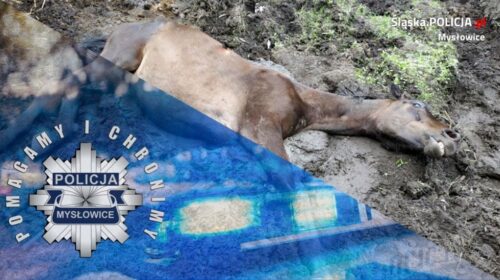 koń, stadnina, wybieg, pułapka