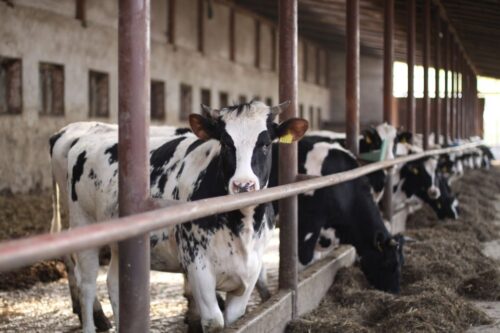 Zygmunt Maciej Kowalski, IOFC, zysk z produkcji mleka, koszty produkcji, koszty pasz, koszty żywienia, opłacalność