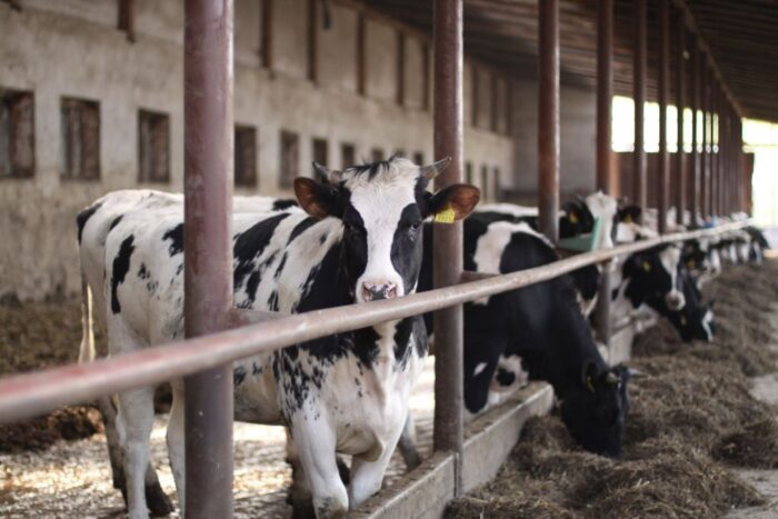 Zygmunt Maciej Kowalski, IOFC, zysk z produkcji mleka, koszty produkcji, koszty pasz, koszty żywienia, opłacalność