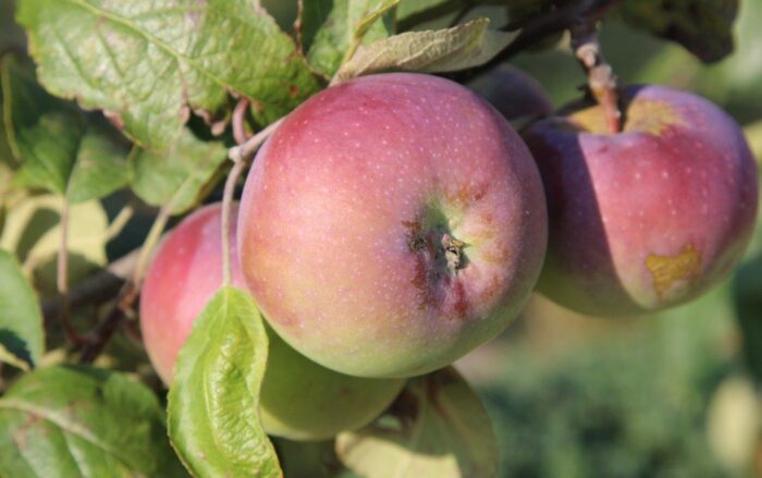 sadownicy, przymrozki, straty, uprawy