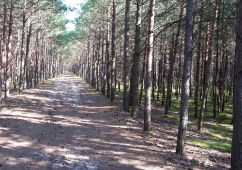 badania, drzewa, najwyższe drzewo, jodła