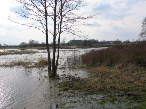 odtwarzanie przyrody, ue, rozporządzenie, naukowcy
