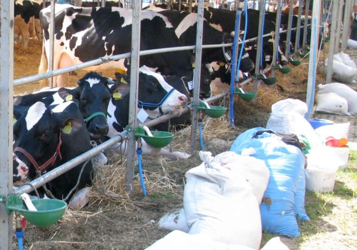 projekt ustawy, ustawa o paszach, pasze gmo, białko