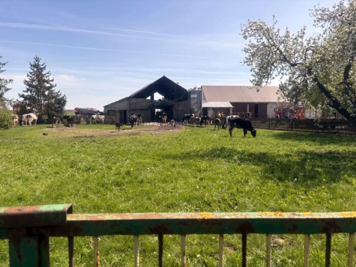 obora, krowy, akcja ratunkowa, policjanci, podziękowania