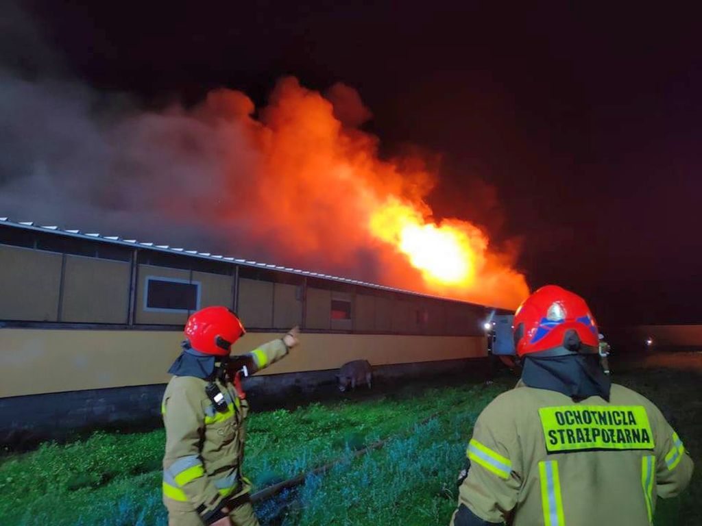 pożar, ferma, trzoda chlewna, świnie