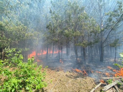 psp, strażacy, lasy, pożar