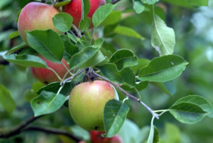 sadownicy, sady, plantacje, straty