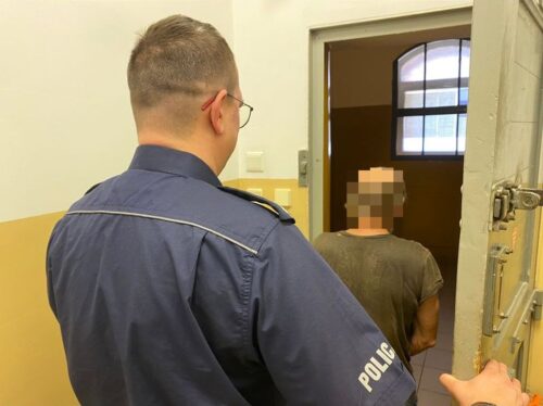 kradzież, nasiona, kukurydza, nasiona kukurydzy