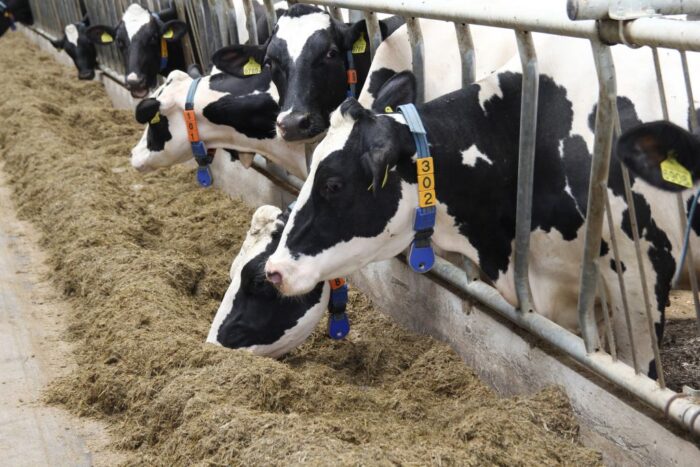 sucha masa, TMR, pobranie suchej masy, SM, żywienie krów, kiszonki, pasze suche, pasze mokre, pasze treściwe, krowy