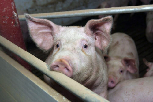 tuczniki, cena tuczników, wieprzowina, mięso wieprzowe, tuczniki w Niemczech, VEZG, żywiec wieprzowy, świnie