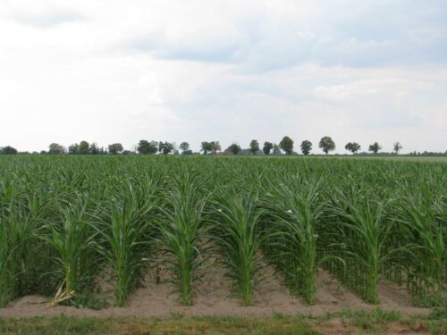 naukowiec, gmo, uprawy gmo, przepisy