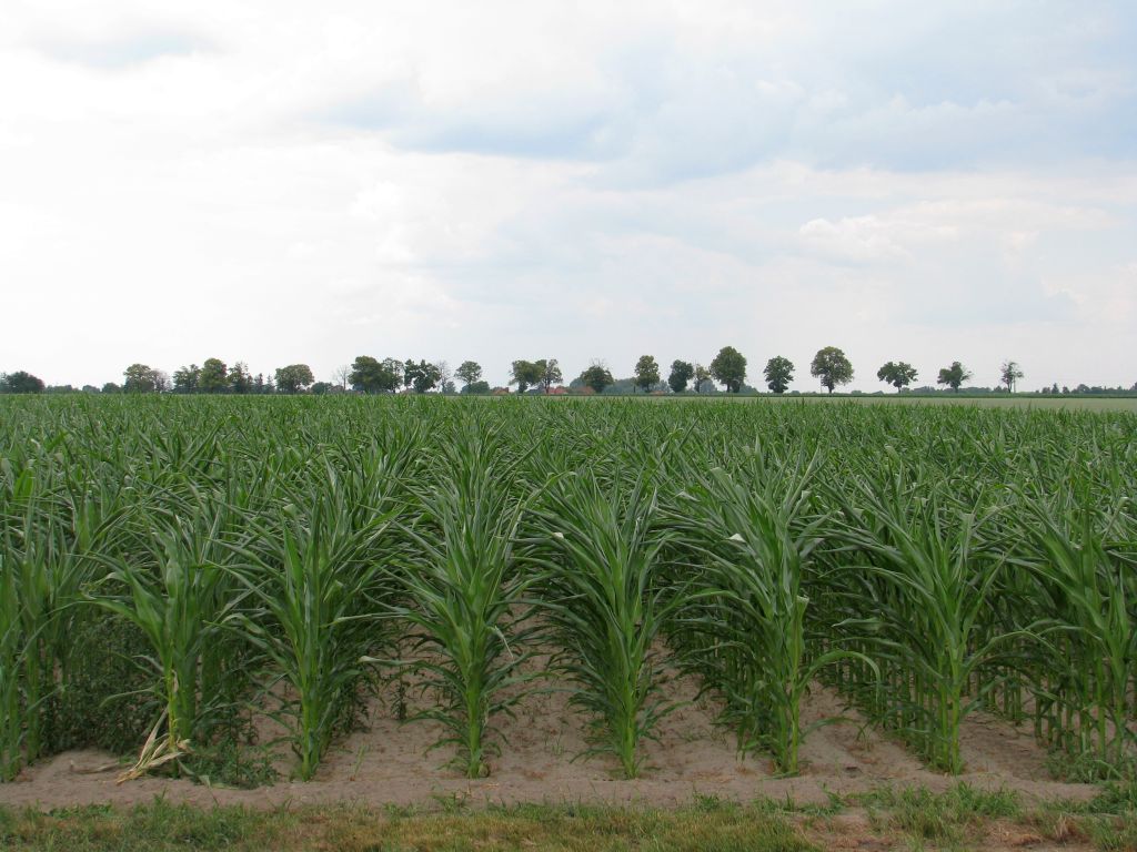 naukowiec, gmo, uprawy gmo, przepisy
