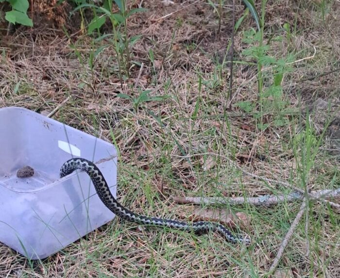 strażnicy, wąż, żmija, żmija zygzakowata