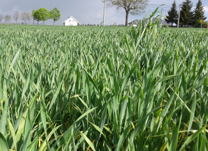 ocena upraw, wiosna, zboże jare, zboże zimowe