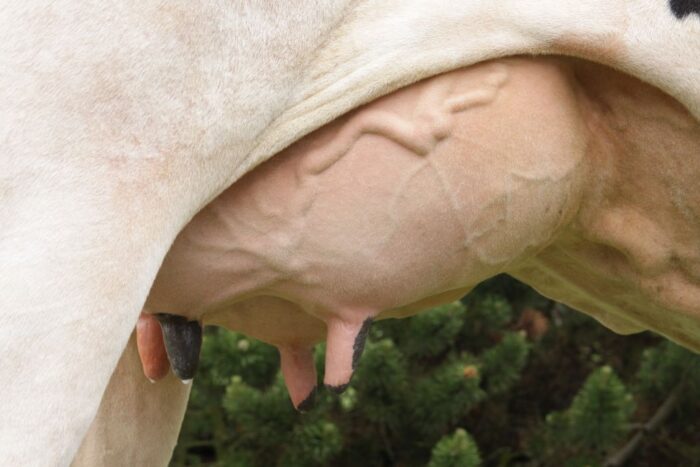 Glycolac Film, Kersia, dipping, wymię, strzyki, pielęgnacja strzyków, film, składniki kosmetyczne, zdrowe wymię