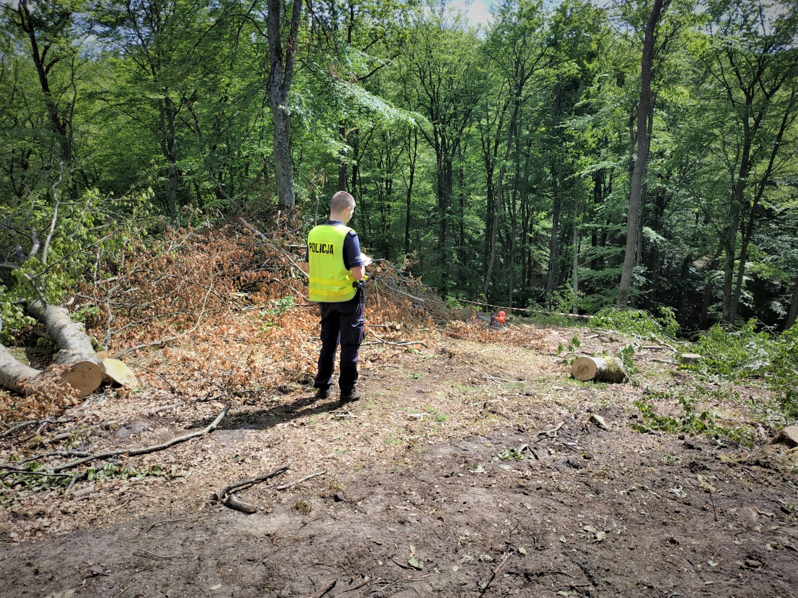 wycinka drzew, przygniecenie, drzewo, śmierć mężczyzny