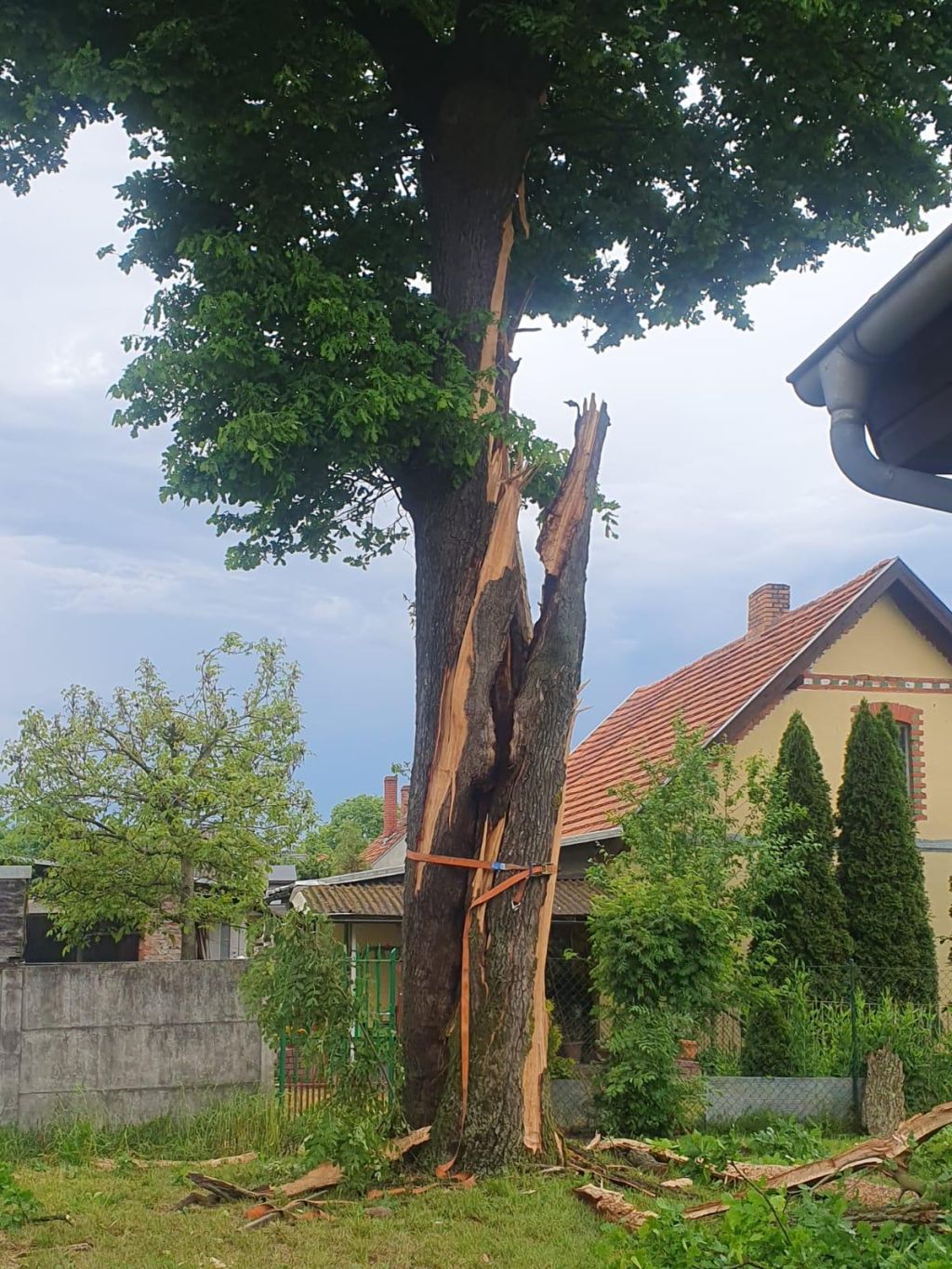 gospodarstwo, piorun, burza, drzewo