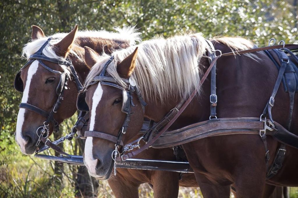 lewica, projekt, ustawa, zakaz, wykorzystanie zwierząt