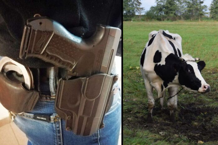 krowa, ucieczka, zagrożenie, zastrzelona krowa