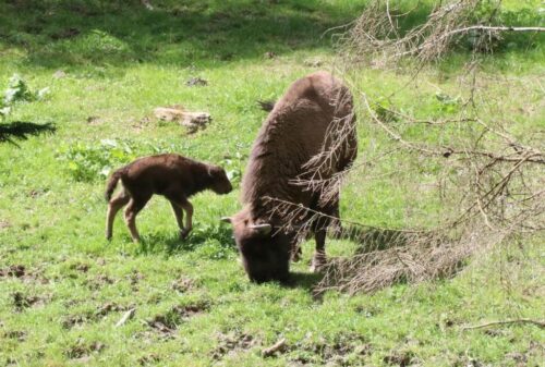 żubry, narodziny, żubrzątko, zagroda pokazowa