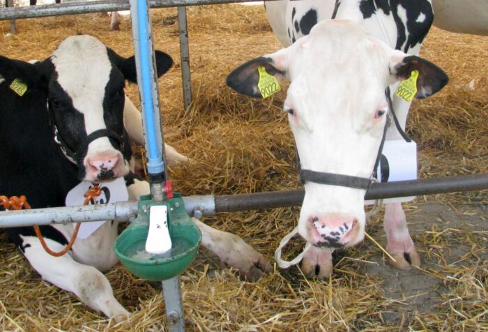 zwierzęta hodowlane, antybiotyki, leczenie zwierząt, projekt ustawy