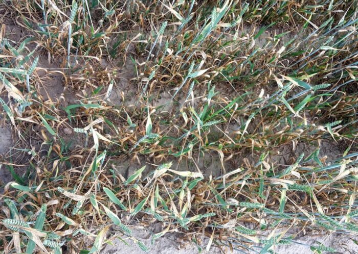 zastępca rpo, aplikacja suszowa, pomoc suszowa, susza