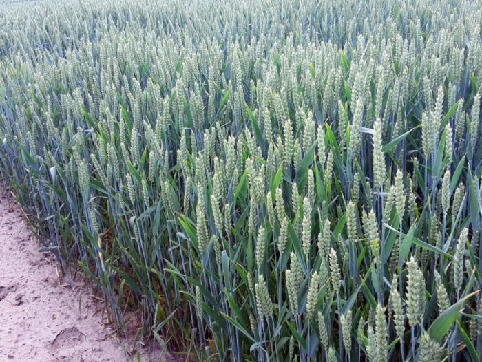 ardanowski, zbiory zbóż, zboże, krajowa grupa spożywcza