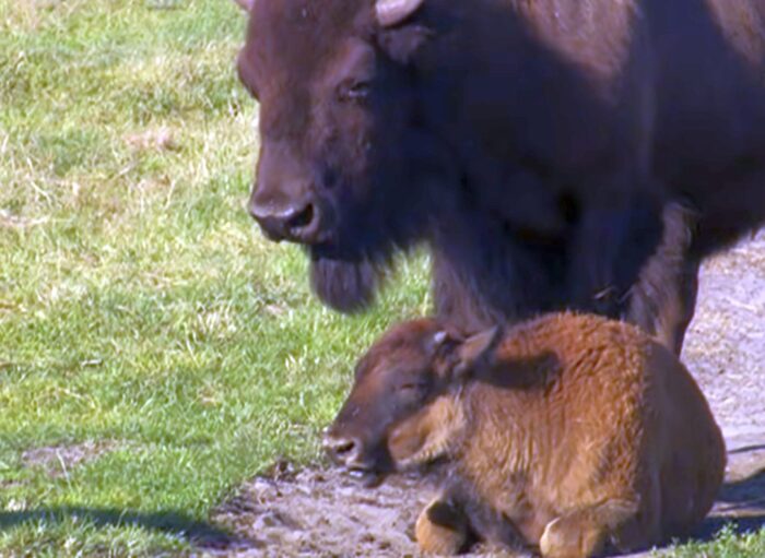 bizony, ucieczka bizonów, hodowla bizonów, żubry