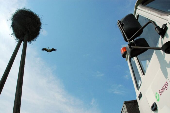 energa, energetycy, bociany, bocian biały