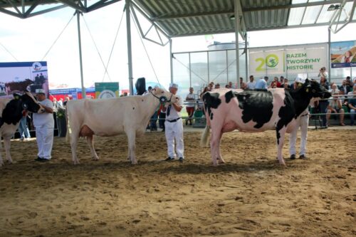 Ogólnopolska Wystawa Bydła Hodowlanego, bydło mleczne, krowy mleczne, jałówki, hodowla bydła, hodowcy bydła, PFHBiPM