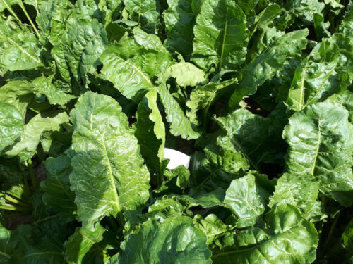 burak cukrowy, Sahryń