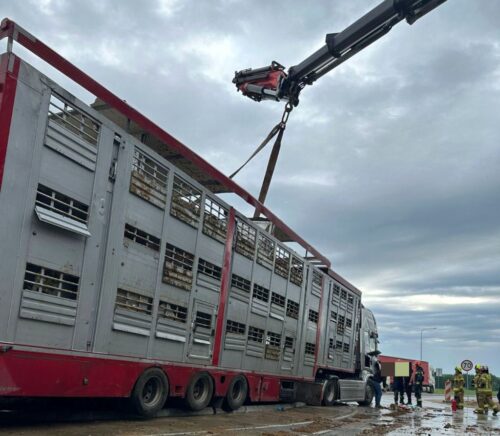 zdarzenie drogowe, wywrócona ciężarówka, przewóz bydła, krowy