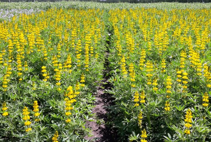 badanie, naukowcy, cynk, fun