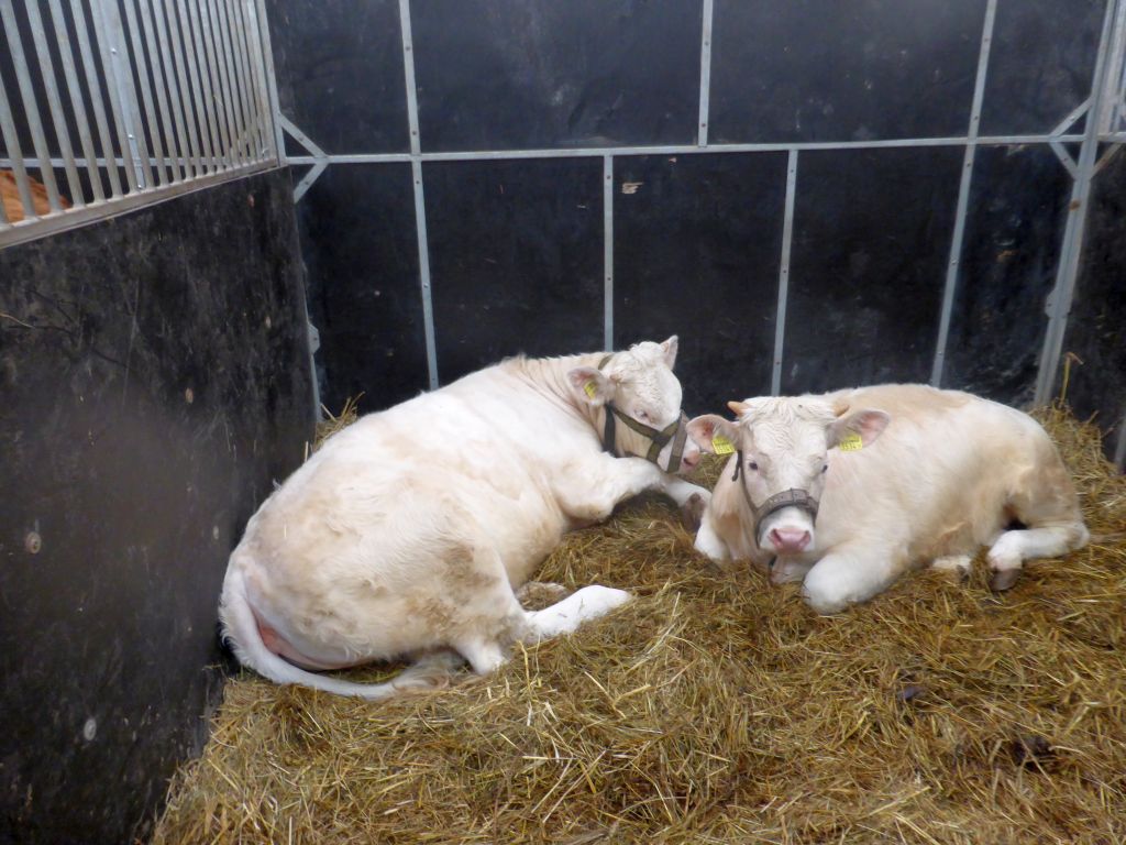 kpir, izba rolnicza, dopłaty, ekoschemat, dobrostan zwierząt