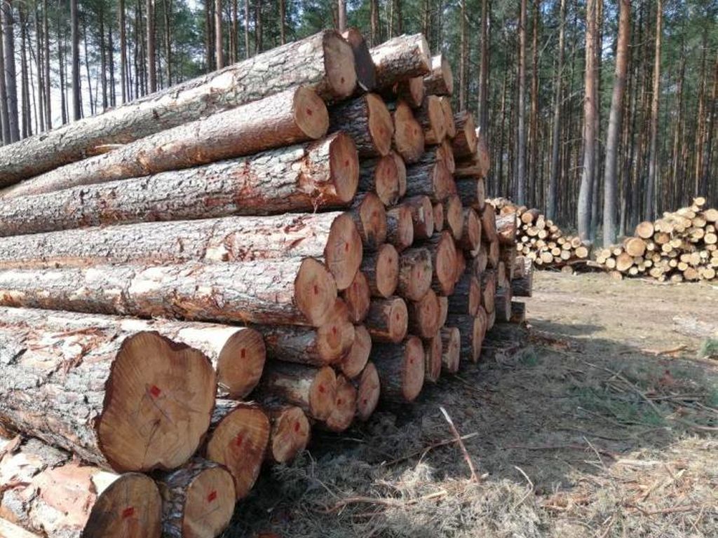 lasy państwowe, fijas, lasy, wycinka