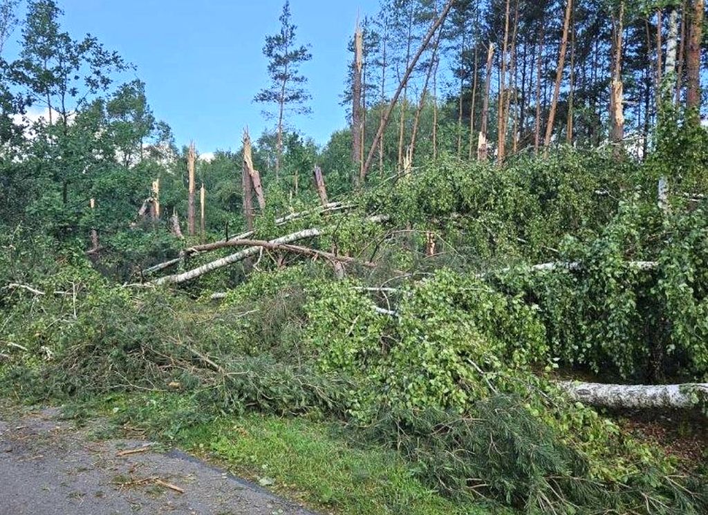 huragan, wichura, las, zniszczony las