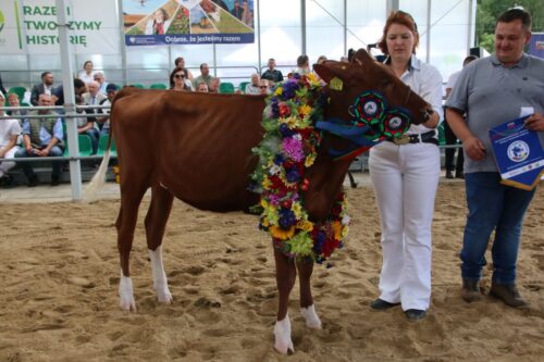 Ogólnopolska Wystawa Bydła Hodowlanego, bydło mleczne, krowy mleczne, jałówki, hodowla bydła, hodowcy bydła, PFHBiPM