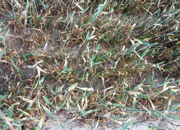 azja środkowa, kazachstan, susza, powódź