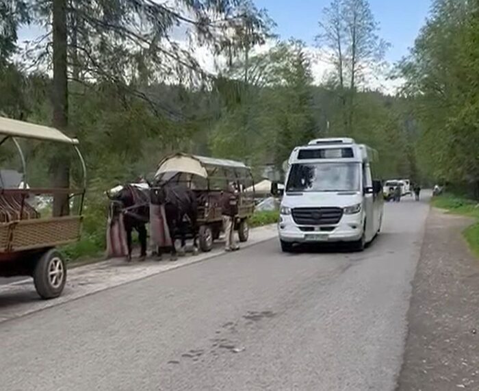 morskie oko, tatry, góry, konie