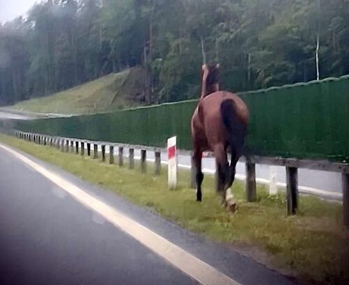 kpp wejherowo, koń, droga, ekspresówka