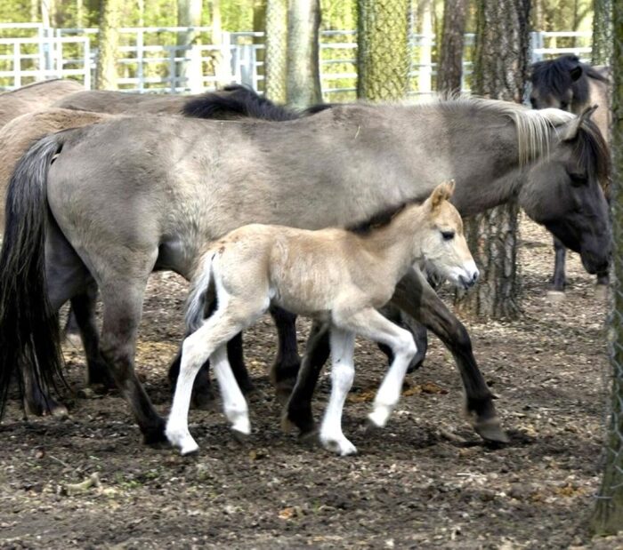 pokazowa zagroda zwierząt, konik polski, ognik, imię