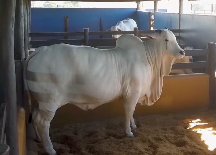 brazylia, krowa, viatina-19, aukcja