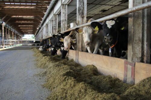 stres cieplny, krowy mleczne, bydło mleczne, THI, wilgotność, żywienie, żwacz, białko, skrobia,