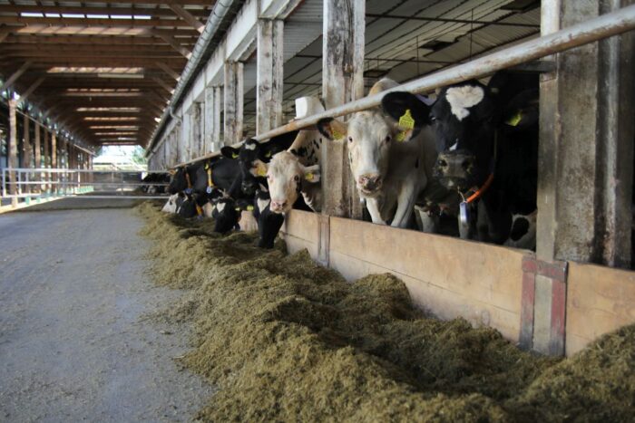 stres cieplny, krowy mleczne, bydło mleczne, THI, wilgotność, żywienie, żwacz, białko, skrobia,