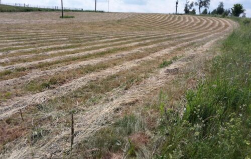 siekierski, susza, susza rolnicza, łąki