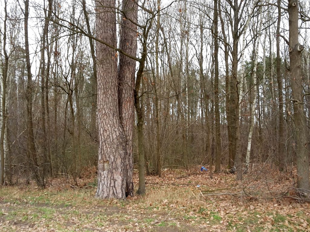 lasy państwowe, wiceminister, siarka, dostęp, grzyby